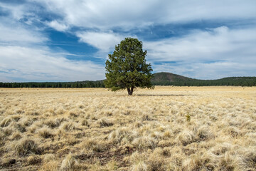 tree in field
