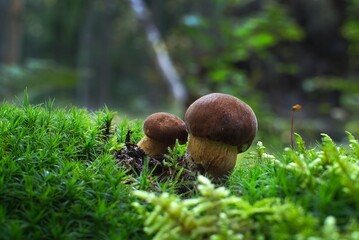 Cep or Boletus Mushroom growing on lush green moss