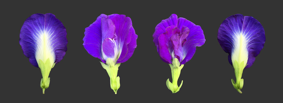 Isolated butterfly pea flower with clipping paths.