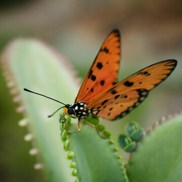 Closeup image of an orange butterfly resting on a green plant. Acraea terpsicore, the tawny coster.