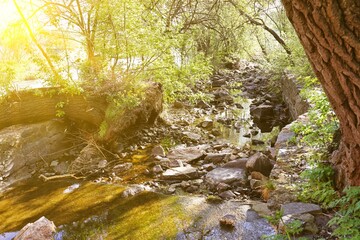 View of stream with rocks in green forest