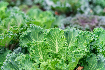 Green leaves of cabbage close-up. Cabbage seedlings planted close to each other.