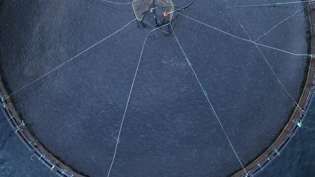 An elevating shot above a fish farm cage floating off the shore.