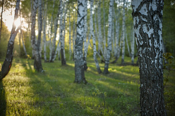 Fototapeta premium birch grove in the morning