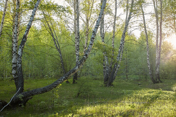birch grove in the morning