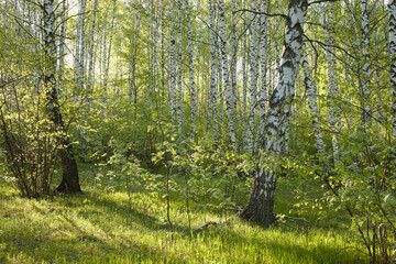 birch grove in the early morning