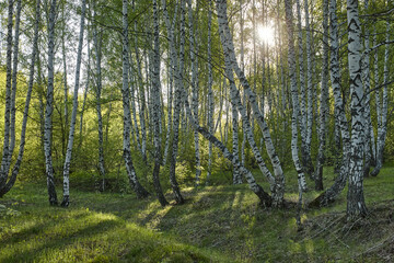 Obraz premium birch grove in the early morning