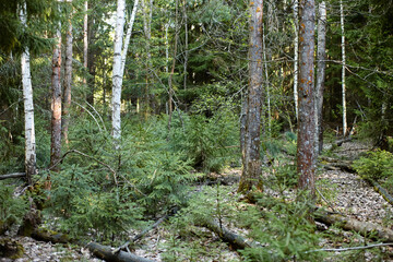 fir forest in the early morning