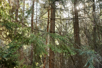 fir forest in the early morning