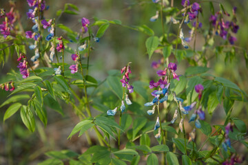 flowers in the forest