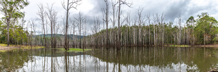 Panoramic swamp view in Queensland, Australia. 