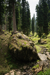Morning walk through the beautiful valleys and pines. Pahalgam, Jammu and Kashmir, India.