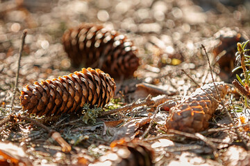 fir cones
