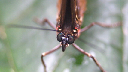 Close up of the head of a butterfly at a butterfly garden in Mindo, Ecuador