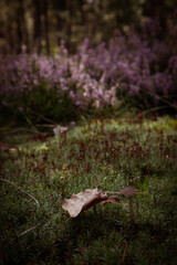 Obraz premium Close up of leaf lying on foreground with heather herb in forest on background