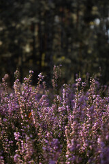 Close up of heather herb in the forest