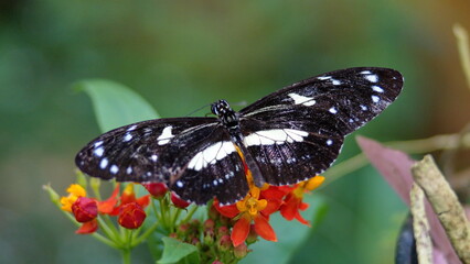 Butterfly with black and white wings on a milkweed flower at a butterfly garden in Mindo, Ecuador