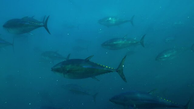Blue fin Mediterranean tuna fishes swimming in rounds inside a giant marine cage off the shore of Turkish-Aegean coast.