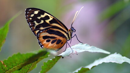 Butterfly with orange and black wings on a leaf at a butterfly garden in Mindo, Ecuador