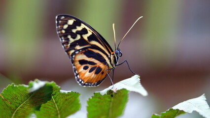 Butterfly with orange and black wings on a leaf at a butterfly garden in Mindo, Ecuador