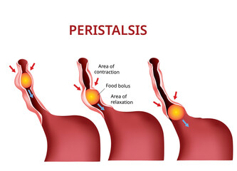 Digestion and Peristalsis. Esophagus and stomach to intestine, Vector - obrazy, fototapety, plakaty