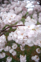 Cherry blossoms with greenery in the background