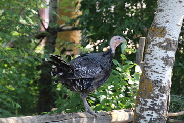 Turkey On The Fence, Fort Edmonton Park, Edmonton, Alberta