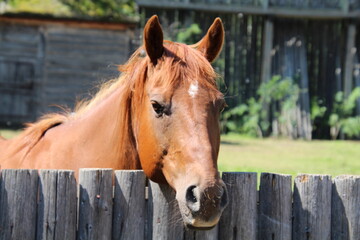 Fototapeta premium horse in stable
