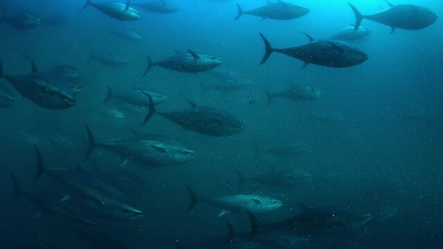 Blue fin Mediterranean tuna fishes swimming in rounds inside a giant marine cage off the shore of Turkish-Aegean coast.