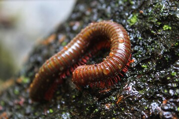 a millipede wet in the rain on a tree trunk