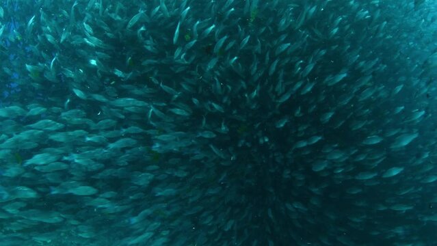 Thousands of fishes breeding inside fish farms net cages off shore. 