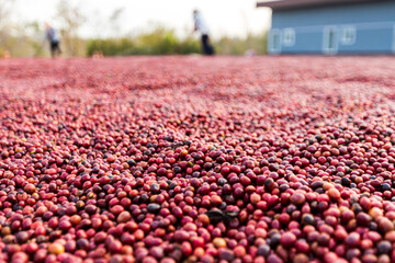 coffee beans drying in the sun. Coffee plantations at coffee farm