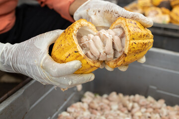 Cocoa beans and cocoa pod on a wooden surface.