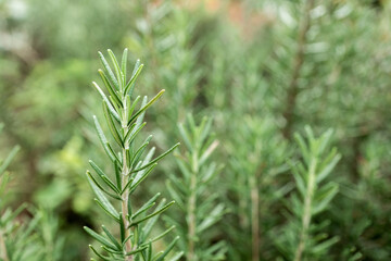 Fresh Rosemary Herb grow outdoor. Rosemary leaves Close-up.