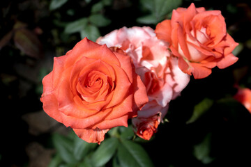 Roses flowers bloom in summer in the garden roses. Beautiful roses flowers close up.