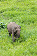 Fototapeta na wymiar Asian Elephant in a nature at deep forest in Thailand
