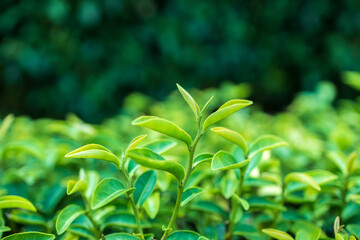  Top of Green tea leaf in the morning, tea plantation