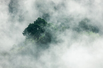 mountain ridge and clouds in rural jungle bush forest