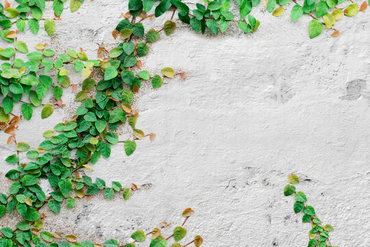 Green Creeper Plant on white wall © freedom_naruk