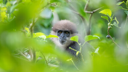 Purple-faced langur monkey's facial expression, hiding in the tree, framed by the green leaves.