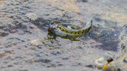 Mudskipper fish out of the sea and resting on a wet rock close-up shot.