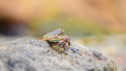 Beautiful Grapsus Albolineatus crab staying on top of wet sea rock on the beach. Soft bokeh background.