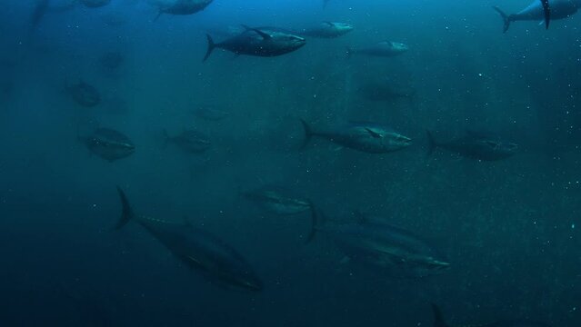 Blue fin Mediterranean tuna fishes swimming in rounds inside a giant marine cage off the shore of Turkish-Aegean coast.