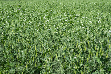 Fototapeta na wymiar Peas farm field. Young green pea crop plants, selective focus. Agriculture background.