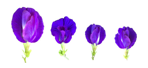 Obraz na płótnie Canvas Isolated butterfly pea flower with clipping paths.