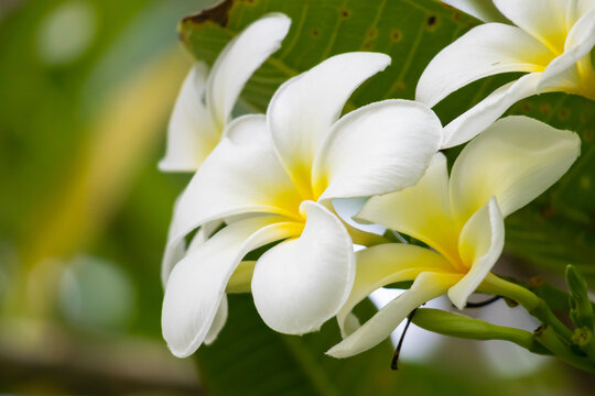 White Frangipani flower Plumeria alba with green leaves