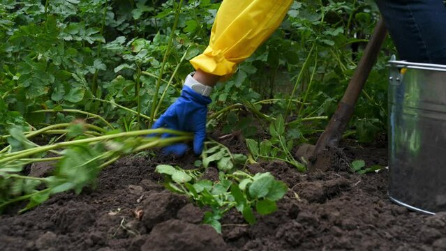 Close-up of a farmer woman in yellow raincoat and blue work rubber gloves digging potato bushes in her vegetable garden