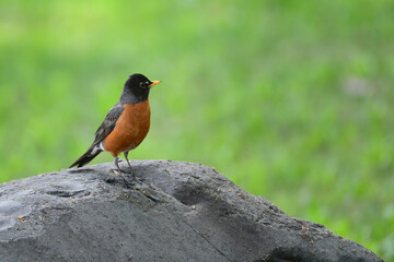 Fototapeta premium An American robin (Turdus migratorius) perched on a rock