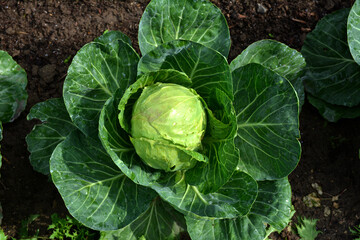 Fototapeta premium One head of cabbage growing in the garden.