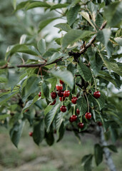 Cherry harvest in the orchard. Branch with cherries in the wind. Selective focus.